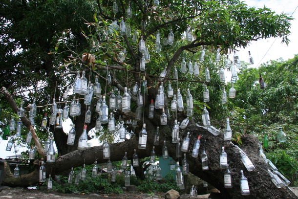 Nevis arbre rhumier